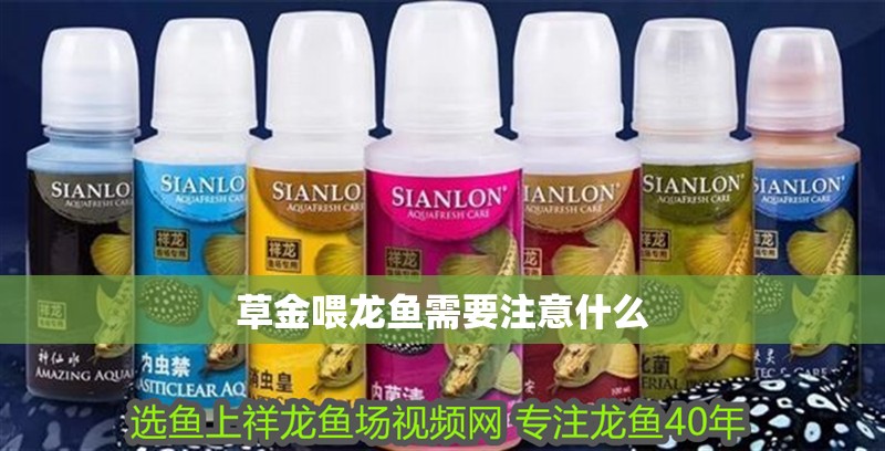 草金喂龍魚需要注意什么