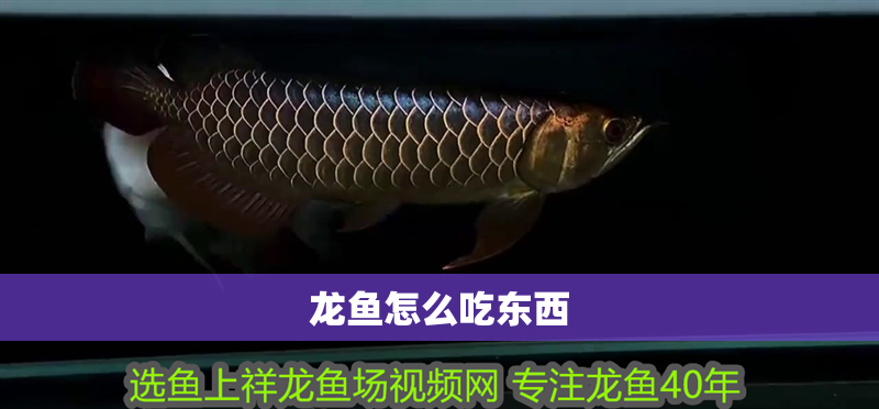 龍魚(yú)怎么吃東西