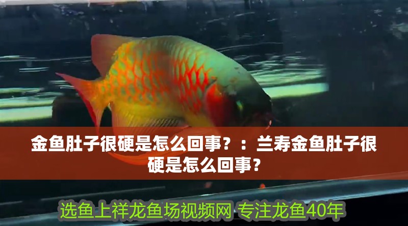 金魚肚子很硬是怎么回事？：蘭壽金魚肚子很硬是怎么回事？