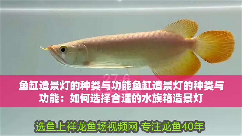 魚缸造景燈的種類與功能魚缸造景燈的種類與功能：如何選擇合適的水族箱造景燈