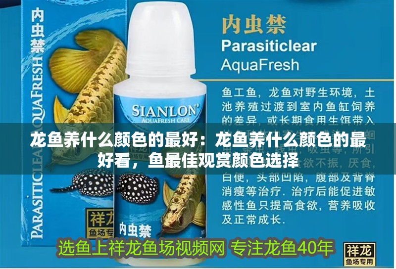 龍魚養什么顏色的最好：龍魚養什么顏色的最好看，魚最佳觀賞顏色選擇