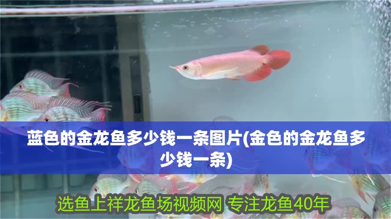 藍色的金龍魚多少錢一條圖片(金色的金龍魚多少錢一條)