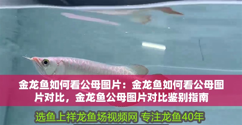 金龍魚如何看公母圖片：金龍魚如何看公母圖片對比，金龍魚公母圖片對比鑒別指南