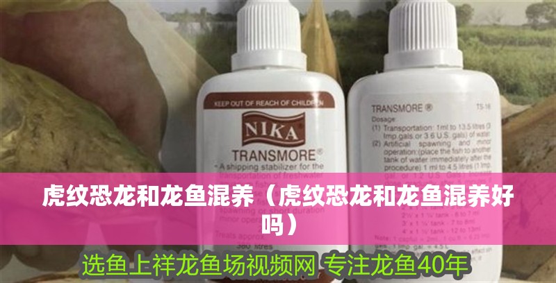 虎紋恐龍和龍魚混養（虎紋恐龍和龍魚混養好嗎）