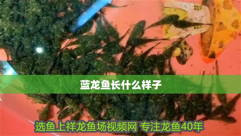 藍龍魚長什么樣子