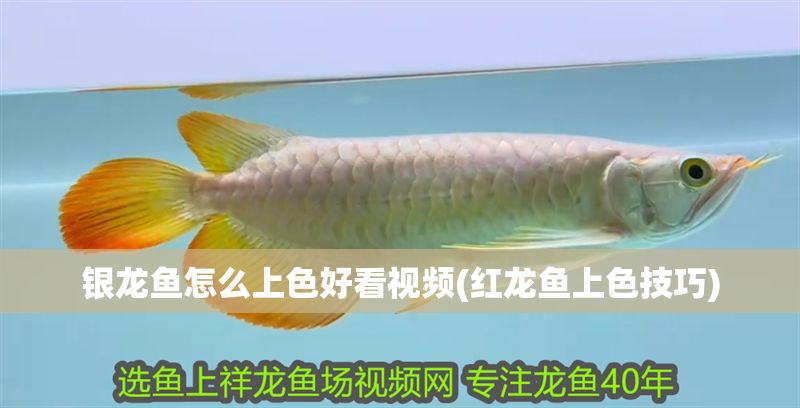 銀龍魚怎么上色好看視頻(紅龍魚上色技巧)
