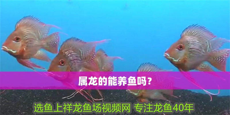 屬龍的能養魚嗎？