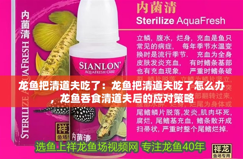 龍魚把清道夫吃了：龍魚把清道夫吃了怎么辦，龍魚吞食清道夫后的應對策略