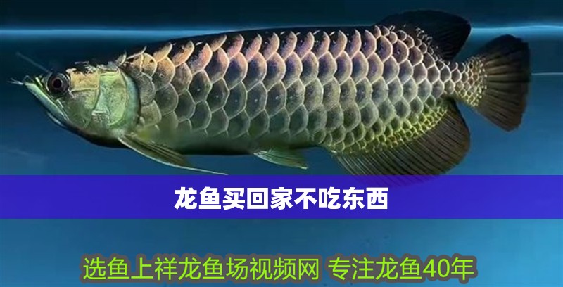 龍魚買回家不吃東西