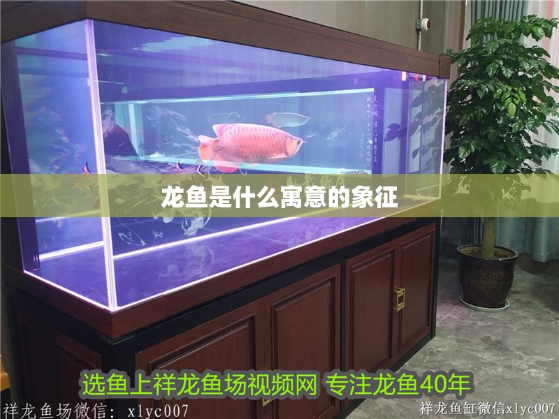 龍魚是什么寓意的象征 龍魚百科 龍魚是什么寓意的象征 龍魚是什么寓意的象征 龍魚百科