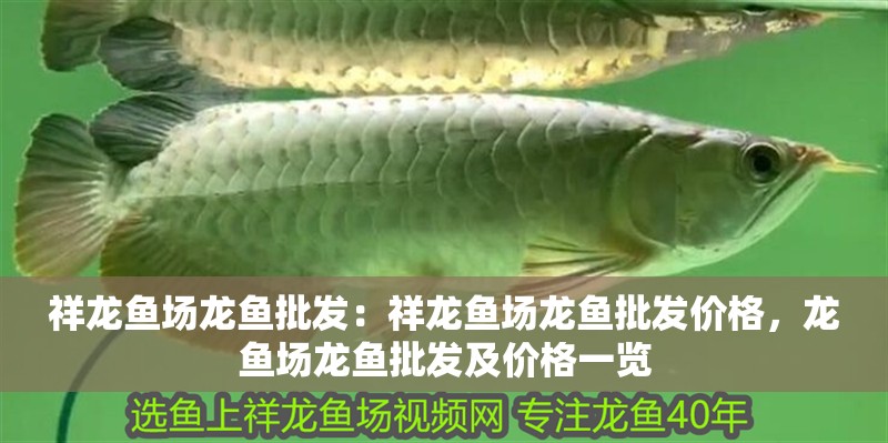 祥龍魚場龍魚批發：祥龍魚場龍魚批發價格，龍魚場龍魚批發及價格一覽