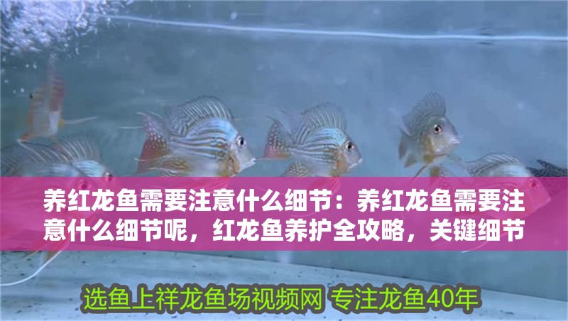 養紅龍魚需要注意什么細節：養紅龍魚需要注意什么細節呢，紅龍魚養護全攻略，關鍵細節
