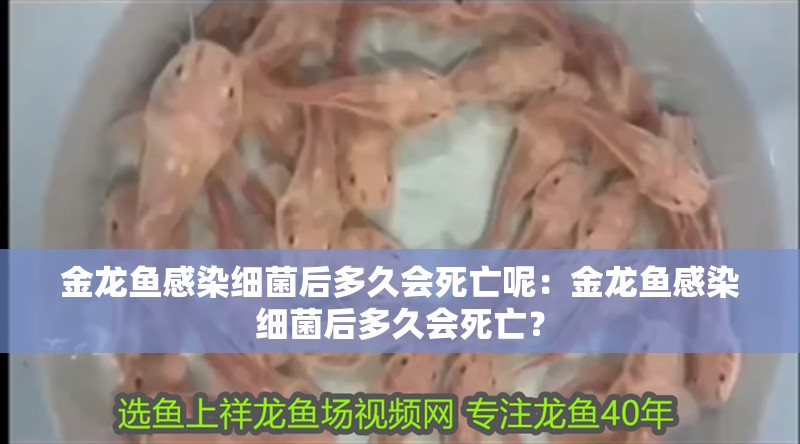 金龍魚感染細菌后多久會死亡呢：金龍魚感染細菌后多久會死亡？