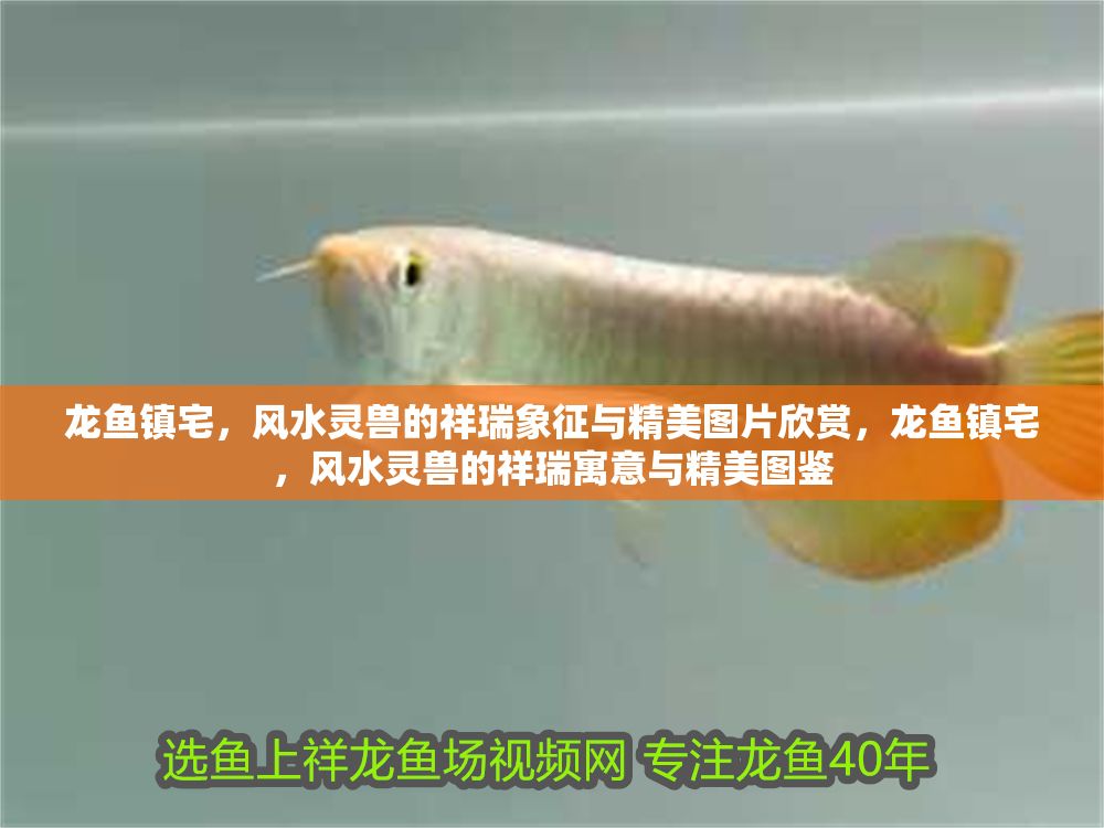 龍魚鎮宅，風水靈獸的祥瑞象征與精美圖片欣賞，龍魚鎮宅，風水靈獸的祥瑞寓意與精美圖鑒