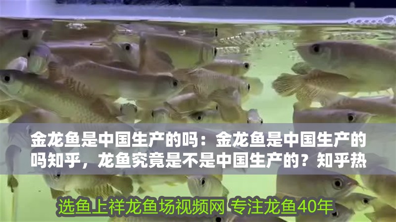 金龍魚是中國生產的嗎：金龍魚是中國生產的嗎知乎，龍魚究竟是不是中國生產的？知乎熱議