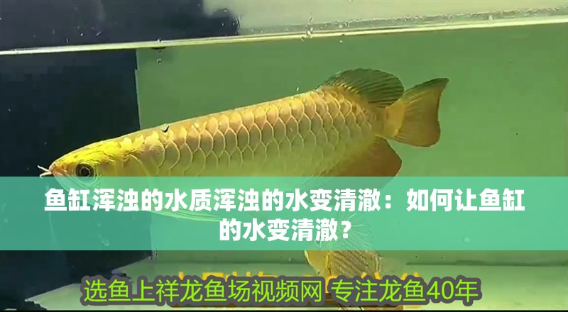 魚缸渾濁的水質渾濁的水變清澈：如何讓魚缸的水變清澈？