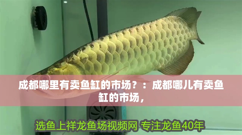 成都哪里有賣魚缸的市場？：成都哪兒有賣魚缸的市場，