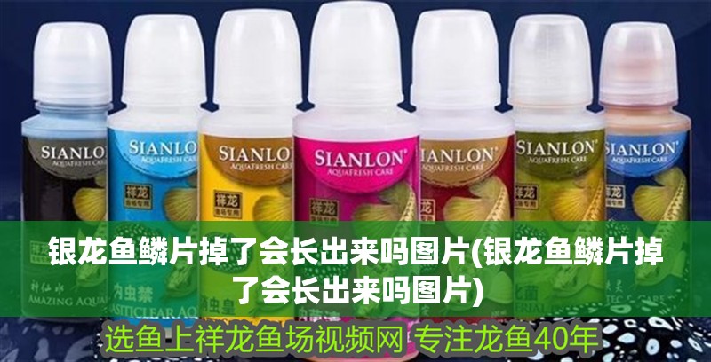 銀龍魚鱗片掉了會(huì)長(zhǎng)出來(lái)嗎圖片(銀龍魚鱗片掉了會(huì)長(zhǎng)出來(lái)嗎圖片)