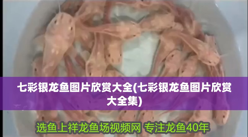 七彩銀龍魚圖片欣賞大全(七彩銀龍魚圖片欣賞大全集)