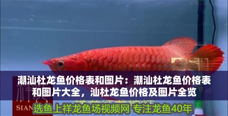 潮汕杜龍魚價格表和圖片：潮汕杜龍魚價格表和圖片大全，汕杜龍魚價格及圖片全覽