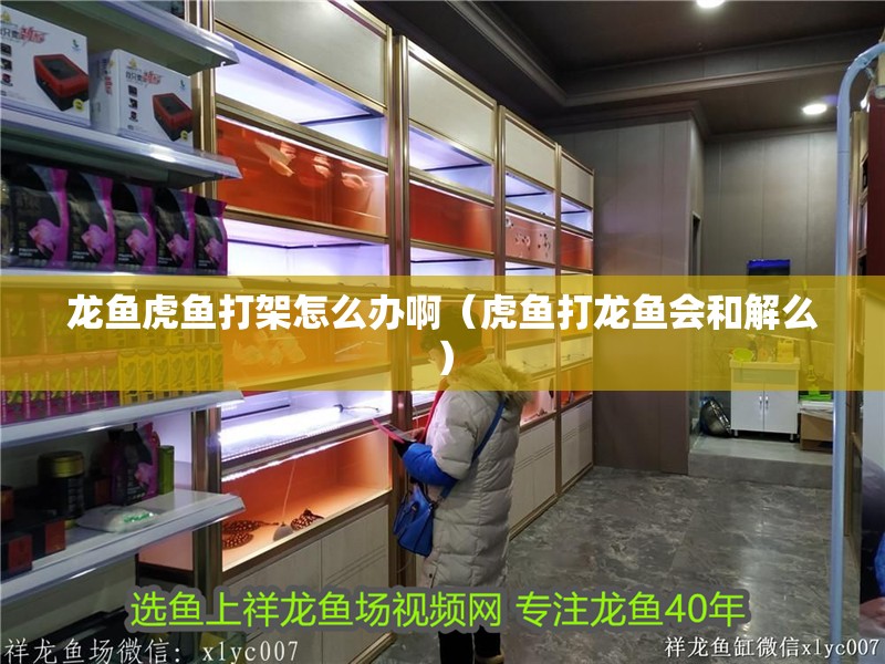 龍魚虎魚打架怎么辦啊（虎魚打龍魚會和解么）