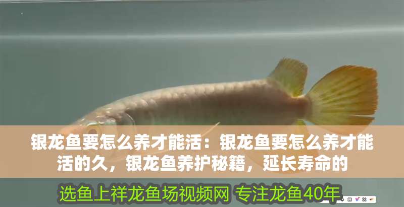 銀龍魚要怎么養(yǎng)才能活：銀龍魚要怎么養(yǎng)才能活的久，銀龍魚養(yǎng)護(hù)秘籍，延長(zhǎng)壽命的