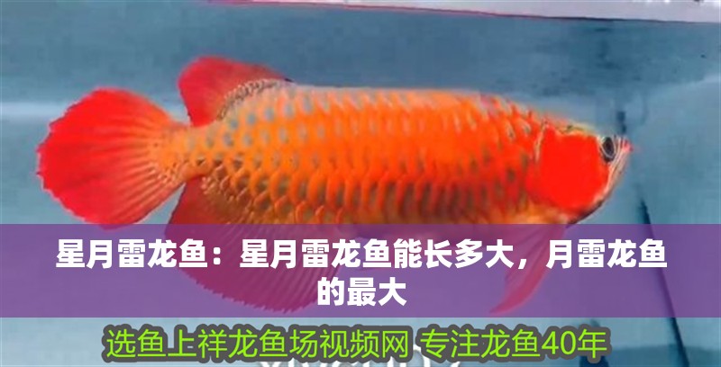 星月雷龍魚：星月雷龍魚能長多大，月雷龍魚的最大