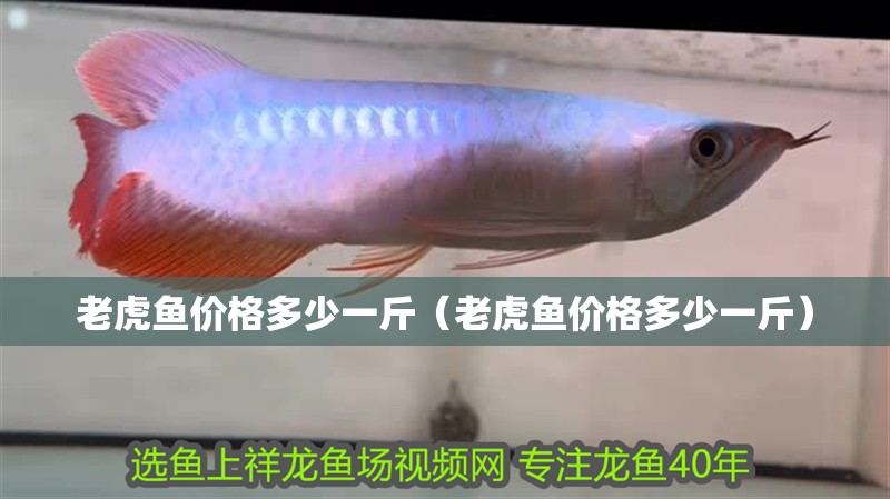 老虎魚價格多少一斤（老虎魚價格多少一斤）