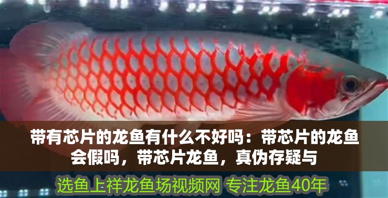 帶有芯片的龍魚有什么不好嗎：帶芯片的龍魚會假嗎，帶芯片龍魚，真偽存疑與