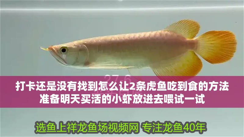 打卡還是沒有找到怎么讓2條虎魚吃到食的方法準備明天買活的小蝦放進去喂試一試