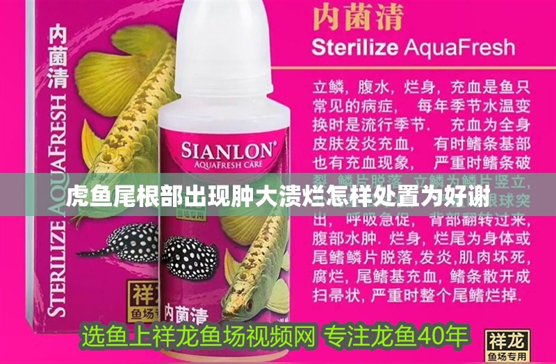 虎魚尾根部出現(xiàn)腫大潰爛怎樣處置為好謝