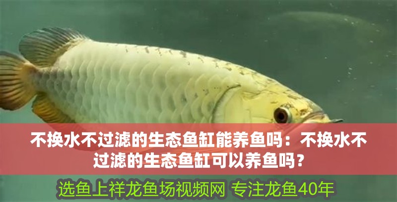 不換水不過濾的生態(tài)魚缸能養(yǎng)魚嗎：不換水不過濾的生態(tài)魚缸可以養(yǎng)魚嗎？
