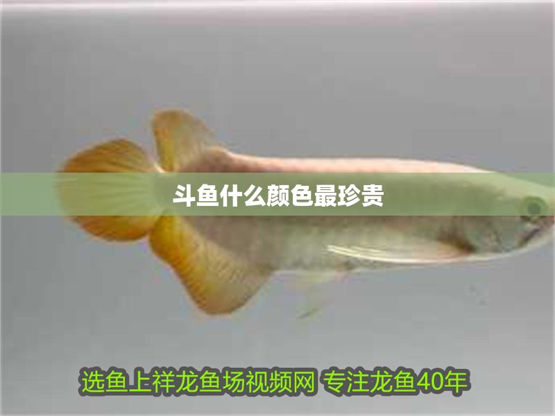 斗魚什么顏色最珍貴