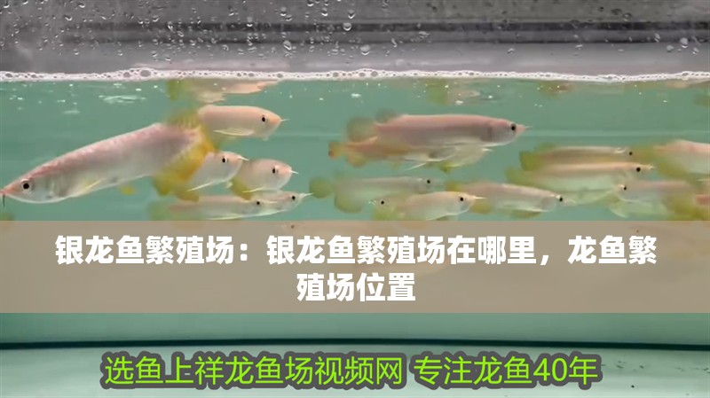 銀龍魚(yú)繁殖場(chǎng)：銀龍魚(yú)繁殖場(chǎng)在哪里，龍魚(yú)繁殖場(chǎng)位置