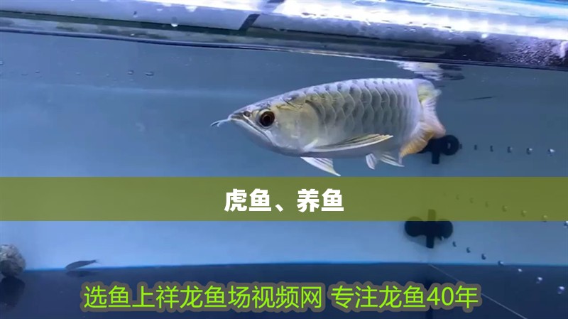 虎魚、養魚