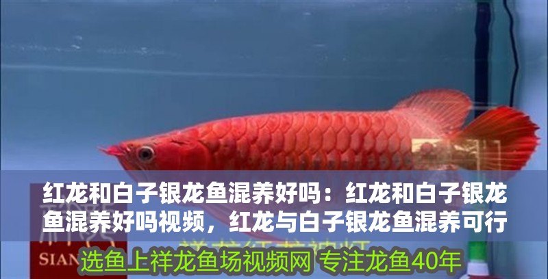 紅龍和白子銀龍魚混養好嗎：紅龍和白子銀龍魚混養好嗎視頻，紅龍與白子銀龍魚混養可行性解析及視頻