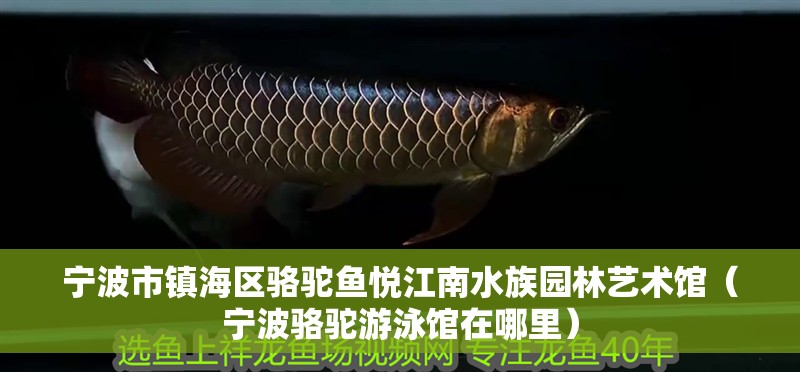 寧波市鎮海區駱駝魚悅江南水族園林藝術館（寧波駱駝游泳館在哪里）