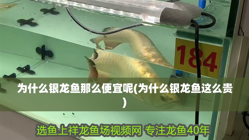 為什么銀龍魚那么便宜呢(為什么銀龍魚這么貴)