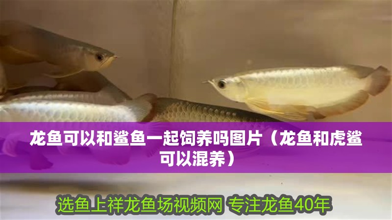 龍魚可以和鯊魚一起飼養(yǎng)嗎圖片（龍魚和虎鯊可以混養(yǎng)）