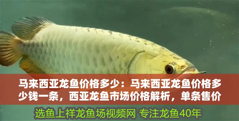 馬來西亞龍魚價格多少：馬來西亞龍魚價格多少錢一條，西亞龍魚市場價格解析，單條售價究竟
