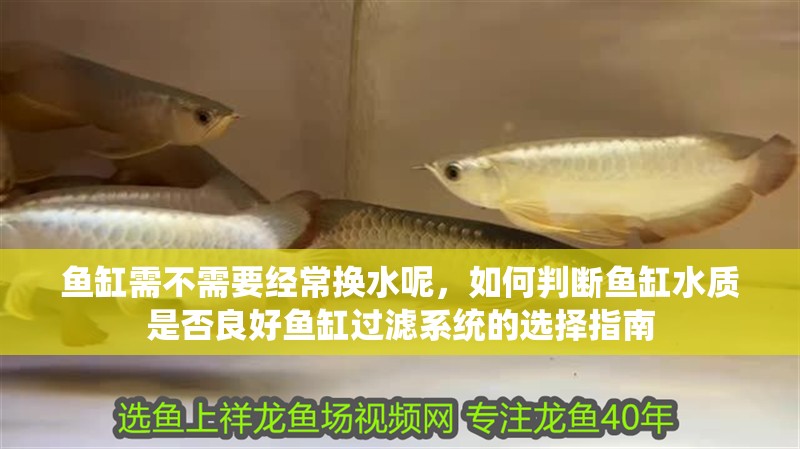 魚(yú)缸需不需要經(jīng)常換水呢，如何判斷魚(yú)缸水質(zhì)是否良好魚(yú)缸過(guò)濾系統(tǒng)的選擇指南