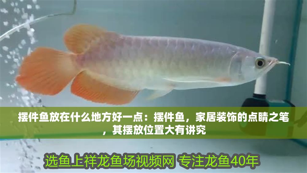 擺件魚放在什么地方好一點：擺件魚，家居裝飾的點睛之筆，其擺放位置大有講究