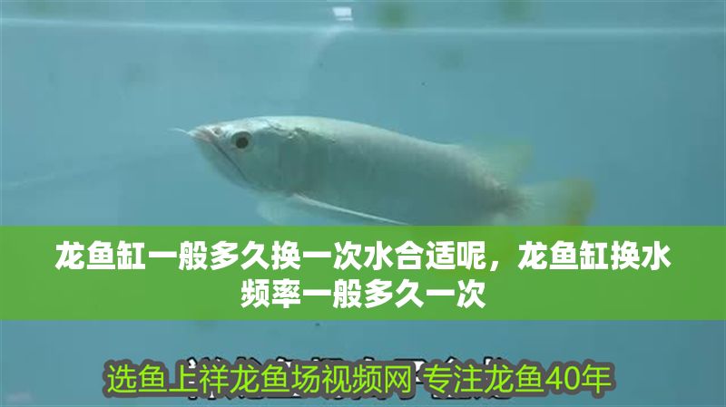 龍魚缸一般多久換一次水合適呢，龍魚缸換水頻率一般多久一次