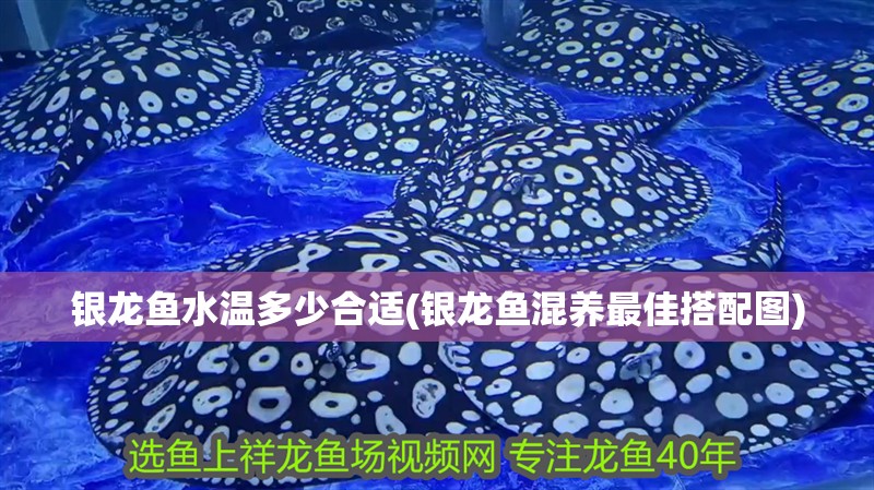 銀龍魚水溫多少合適(銀龍魚混養最佳搭配圖)