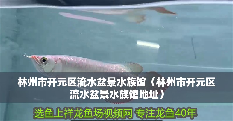 林州市開元區流水盆景水族館（林州市開元區流水盆景水族館地址）