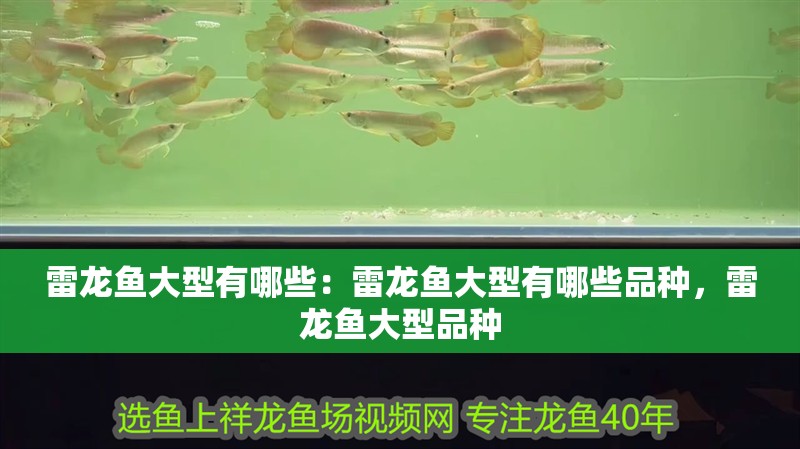 雷龍魚大型有哪些：雷龍魚大型有哪些品種，雷龍魚大型品種