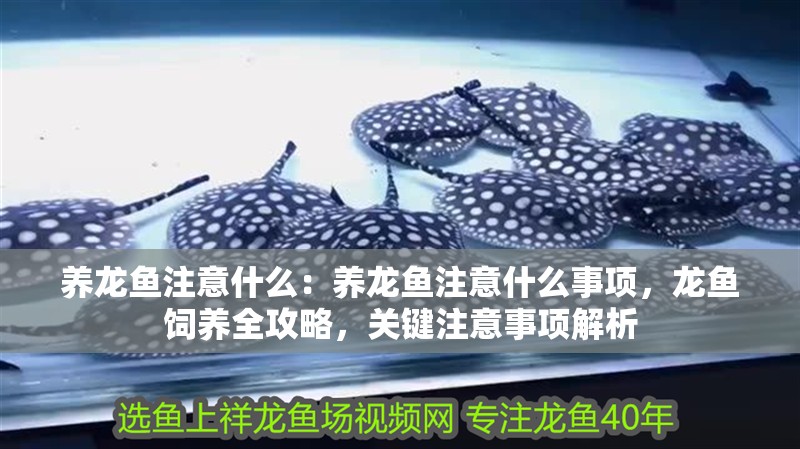養(yǎng)龍魚注意什么：養(yǎng)龍魚注意什么事項，龍魚飼養(yǎng)全攻略，關(guān)鍵注意事項解析