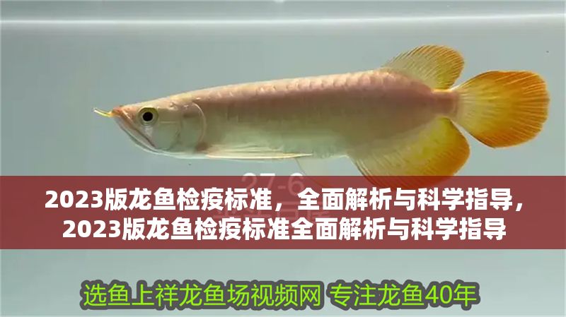 2023版龍魚檢疫標準，全面解析與科學指導，2023版龍魚檢疫標準全面解析與科學指導 2023版龍魚檢疫標準，全面解析與科學指導，2023版龍魚檢疫標準全面解析與科學指導 龍魚常見疾病 第1張