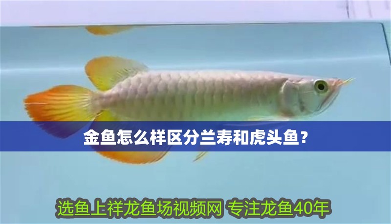金魚怎么樣區分蘭壽和虎頭魚？ 金魚怎么樣區分蘭壽和虎頭魚？ 虎魚百科