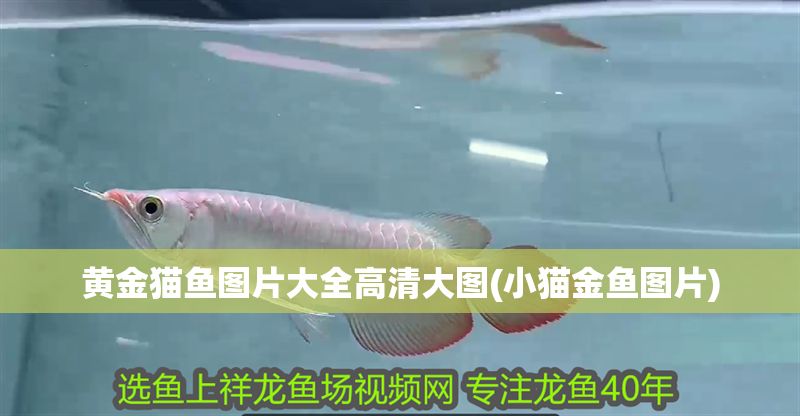 黃金貓魚圖片大全高清大圖(小貓金魚圖片)